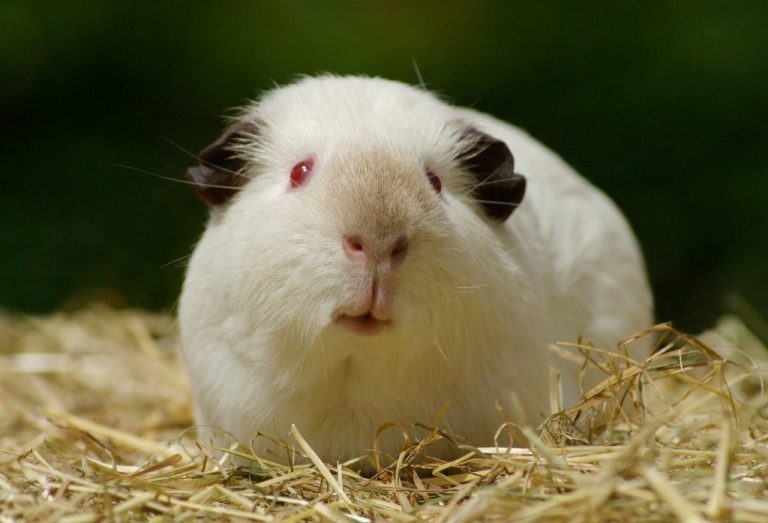 himalayan-guinea-pig_1758219611