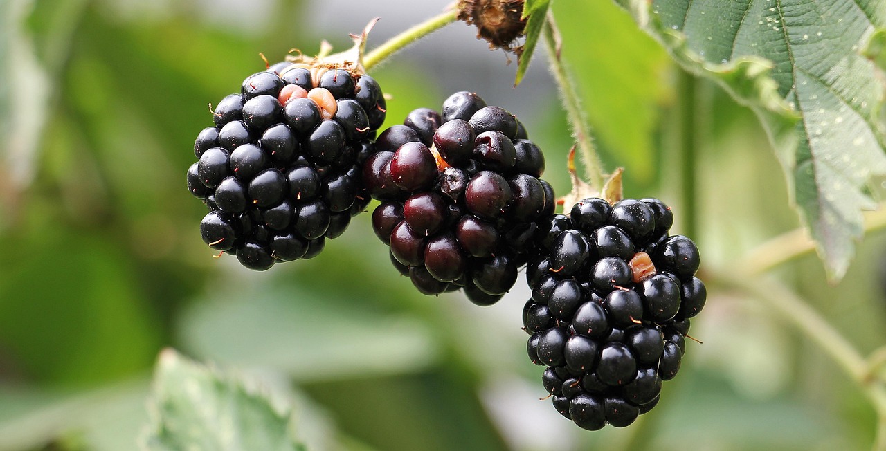 Blackberries, bramble, berries — "Awaken Your Spirit: Surf and Yoga Adventures in Costa Rica"