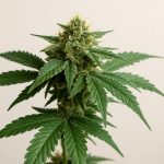 Close-up of a healthy cannabis plant with lush green leaves and dense buds against a neutral background.
