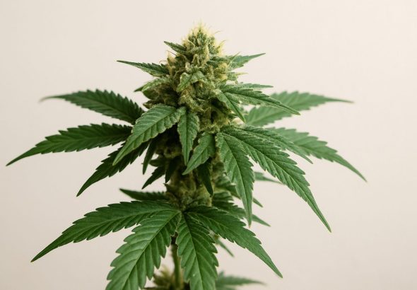 Close-up of a healthy cannabis plant with lush green leaves and dense buds against a neutral background.