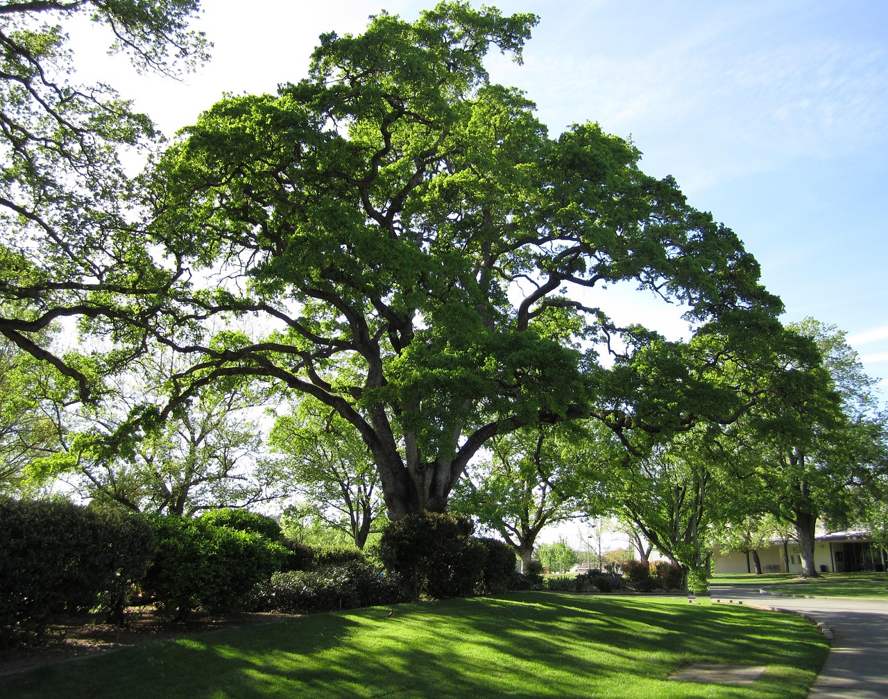 Tree, nature, oak tree — Deposit Money Into The Best Online Poker Site For Placing Bets!