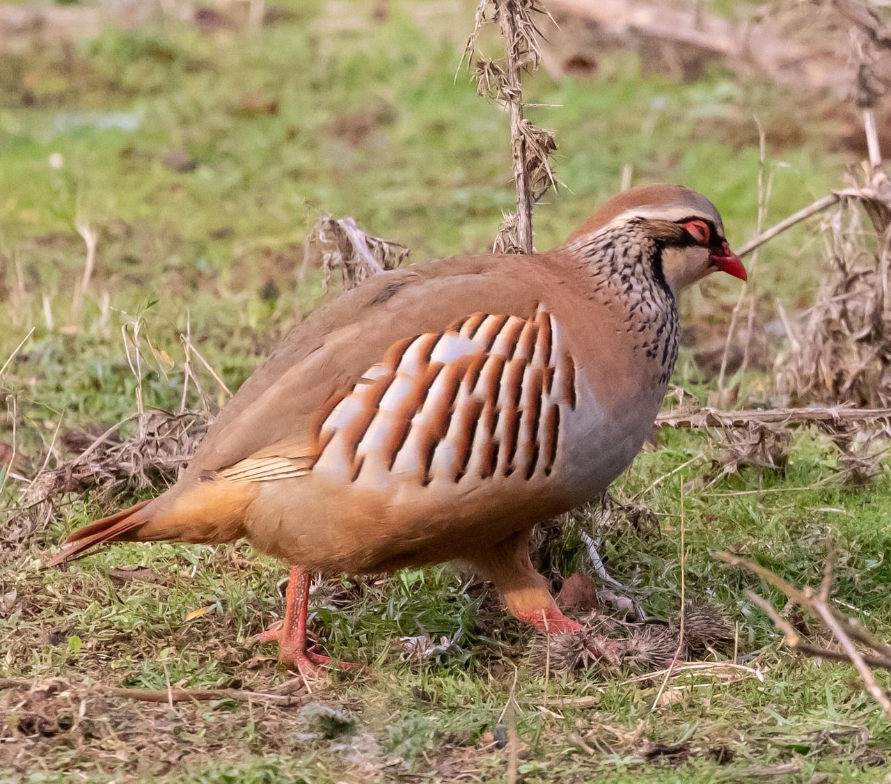 Partridge, game bird, game — Top Things To See In An Online Casino