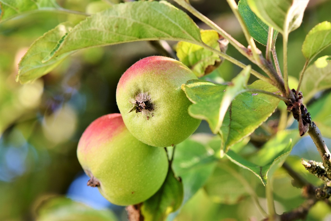 Apple, fruits, food — What Should You Expect From Your Mommy makeover Miami Consultation